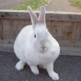 兔兔 (小名阿爆)
